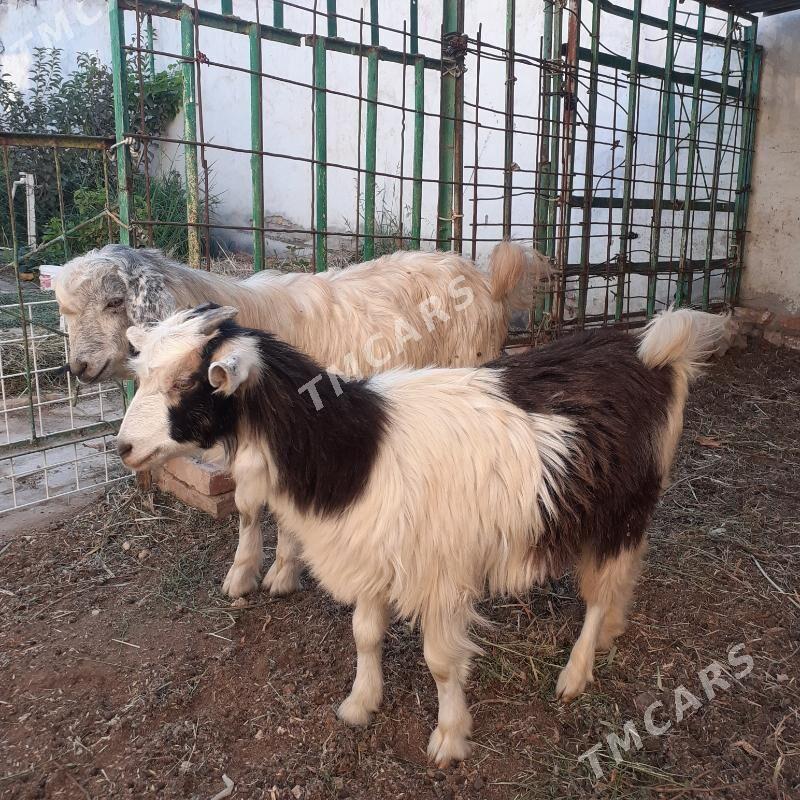 Geçi - Türkmenabat - img 2