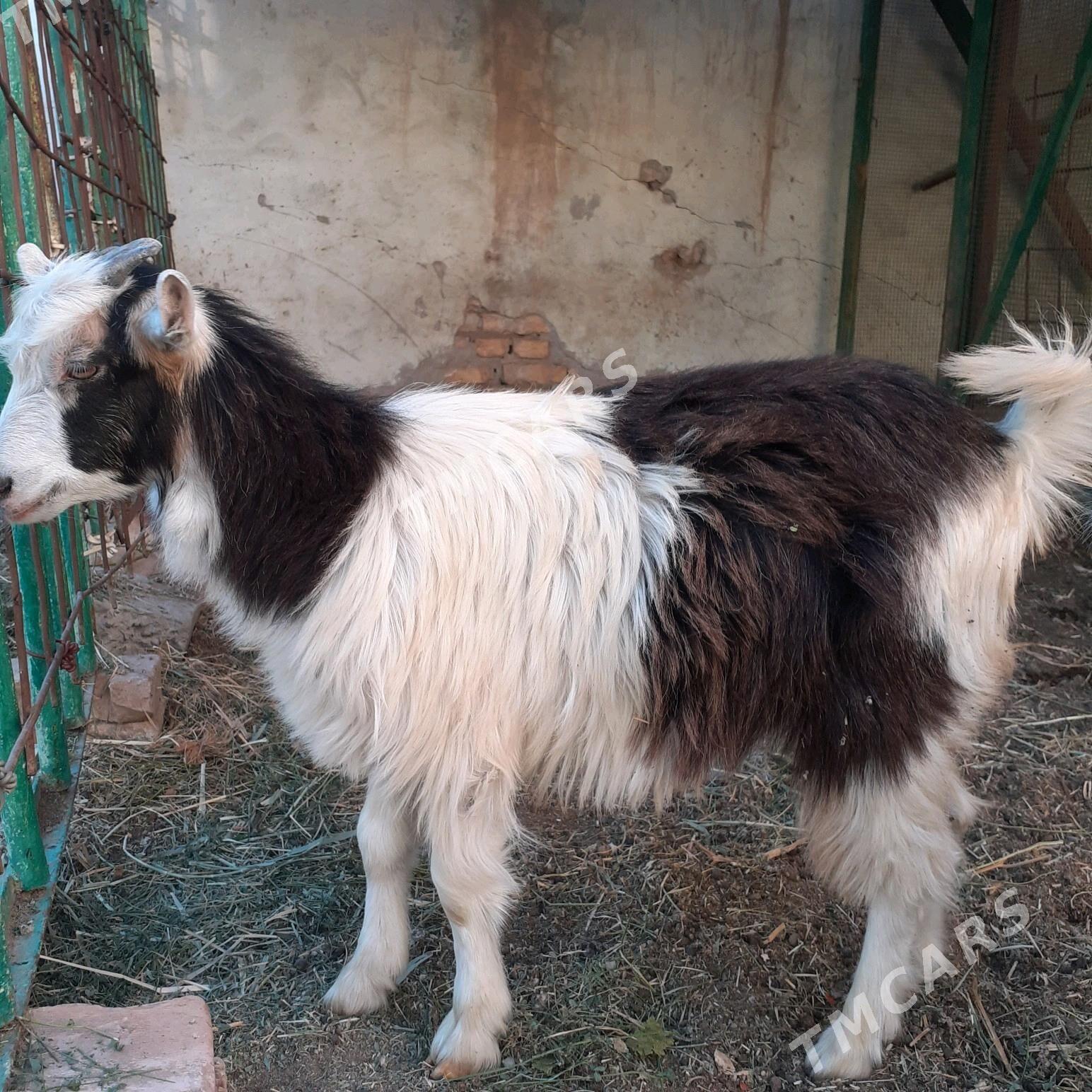 Geçi - Türkmenabat - img 3