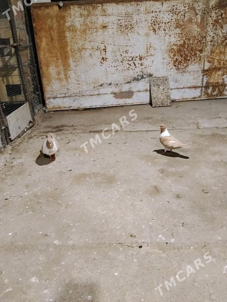 kepderi - Wekilbazar - img 6