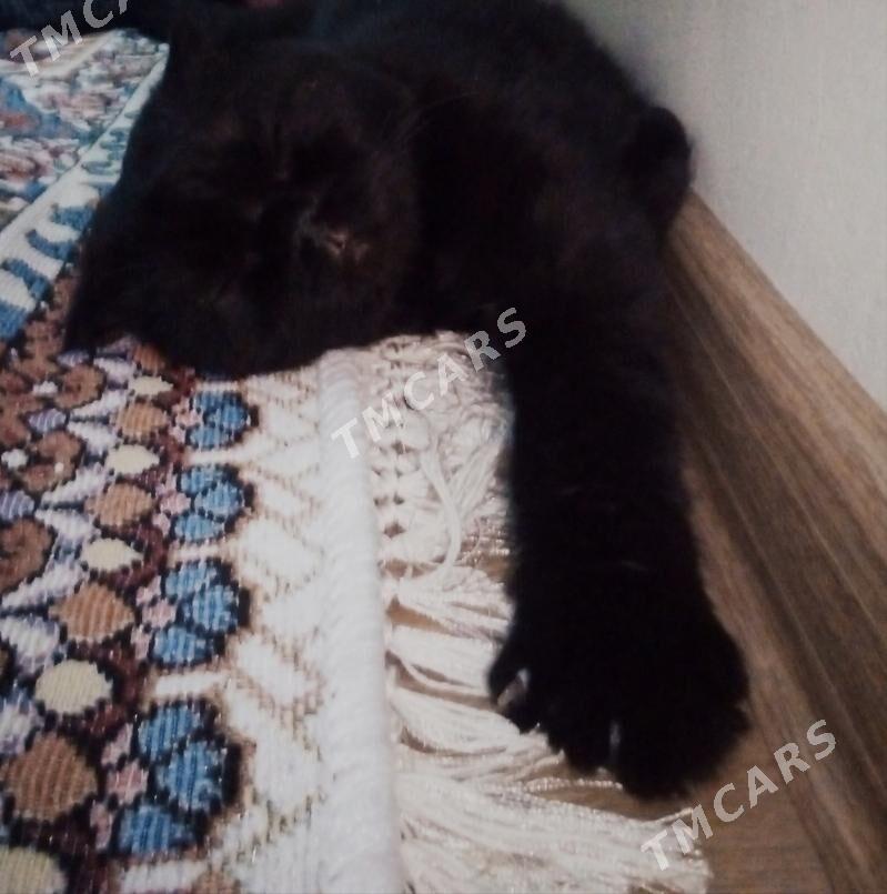 швейцарские кот - Бузмеин - img 1