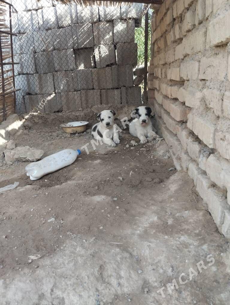 Alabay - Кака - img 2