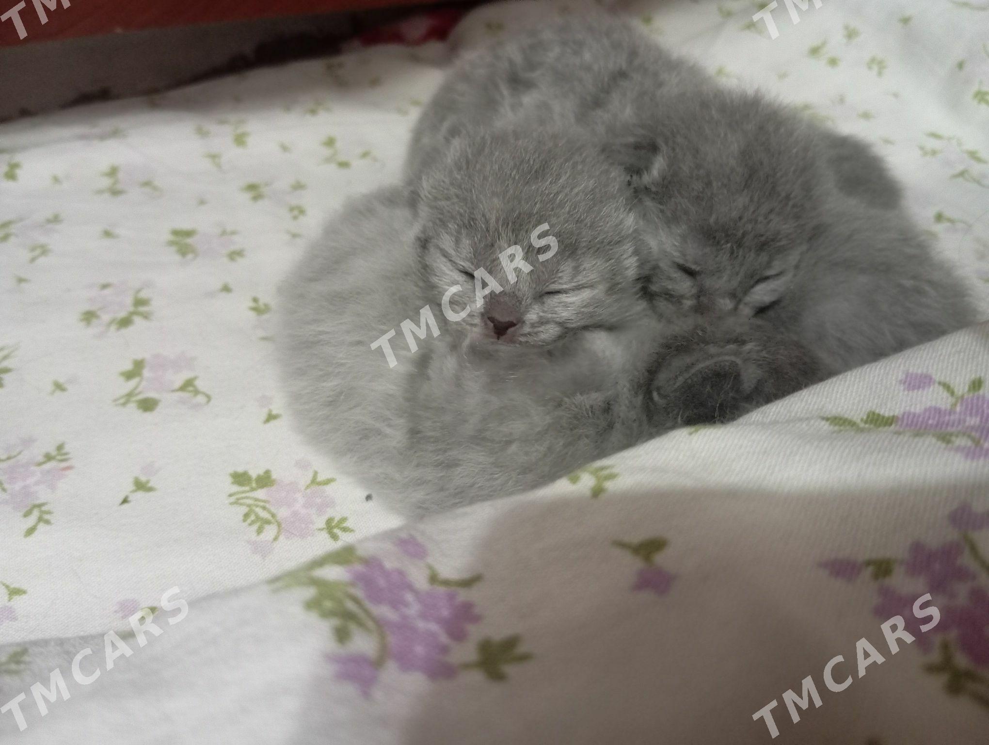 Котята шотландской породы - Мары - img 2
