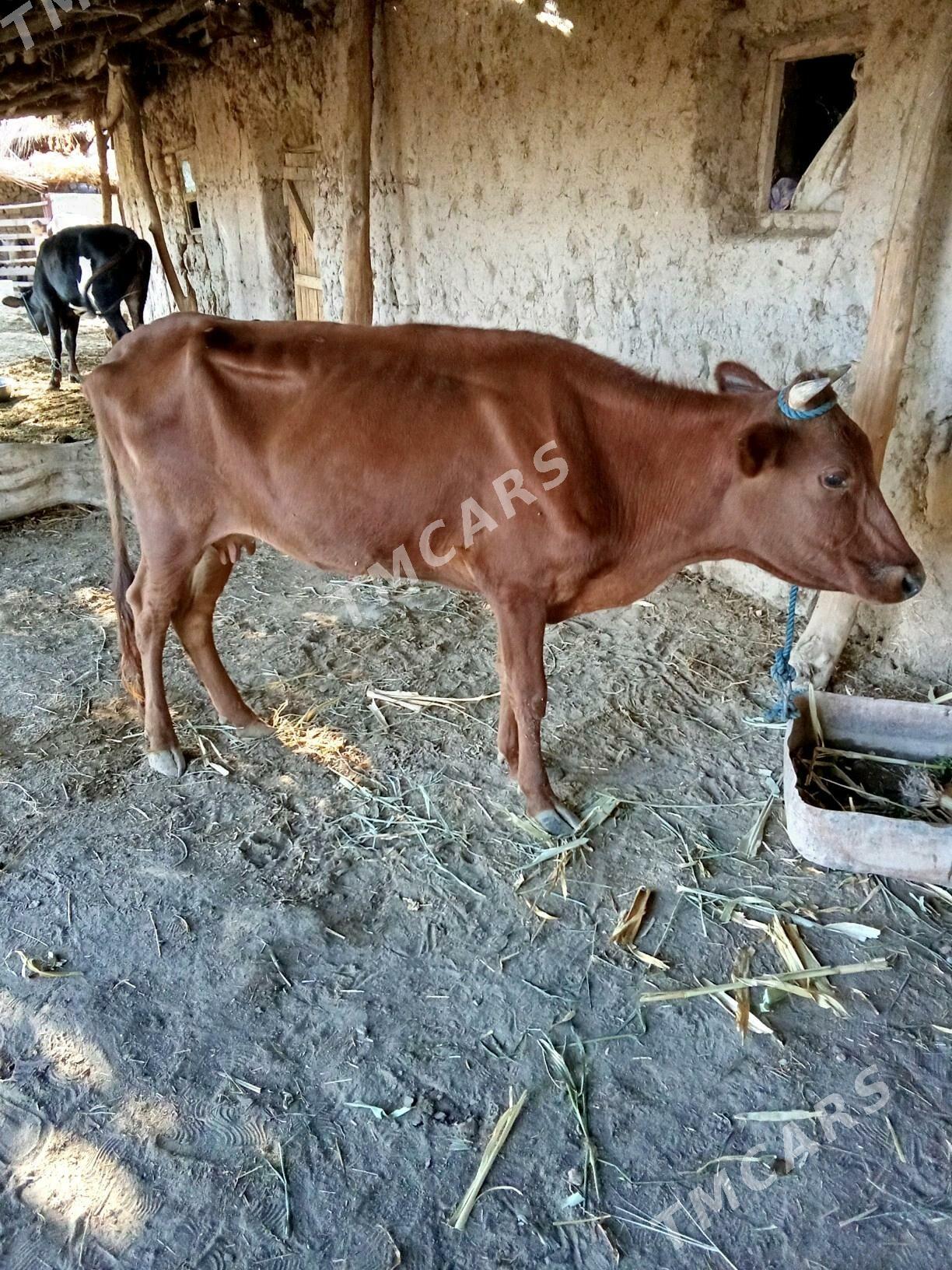 sygyr - Gubadag - img 3