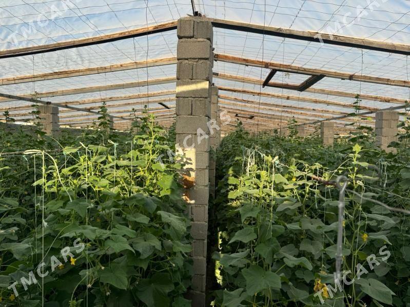 HURMANT GÖKJE HOWLY - Aşgabat - img 9