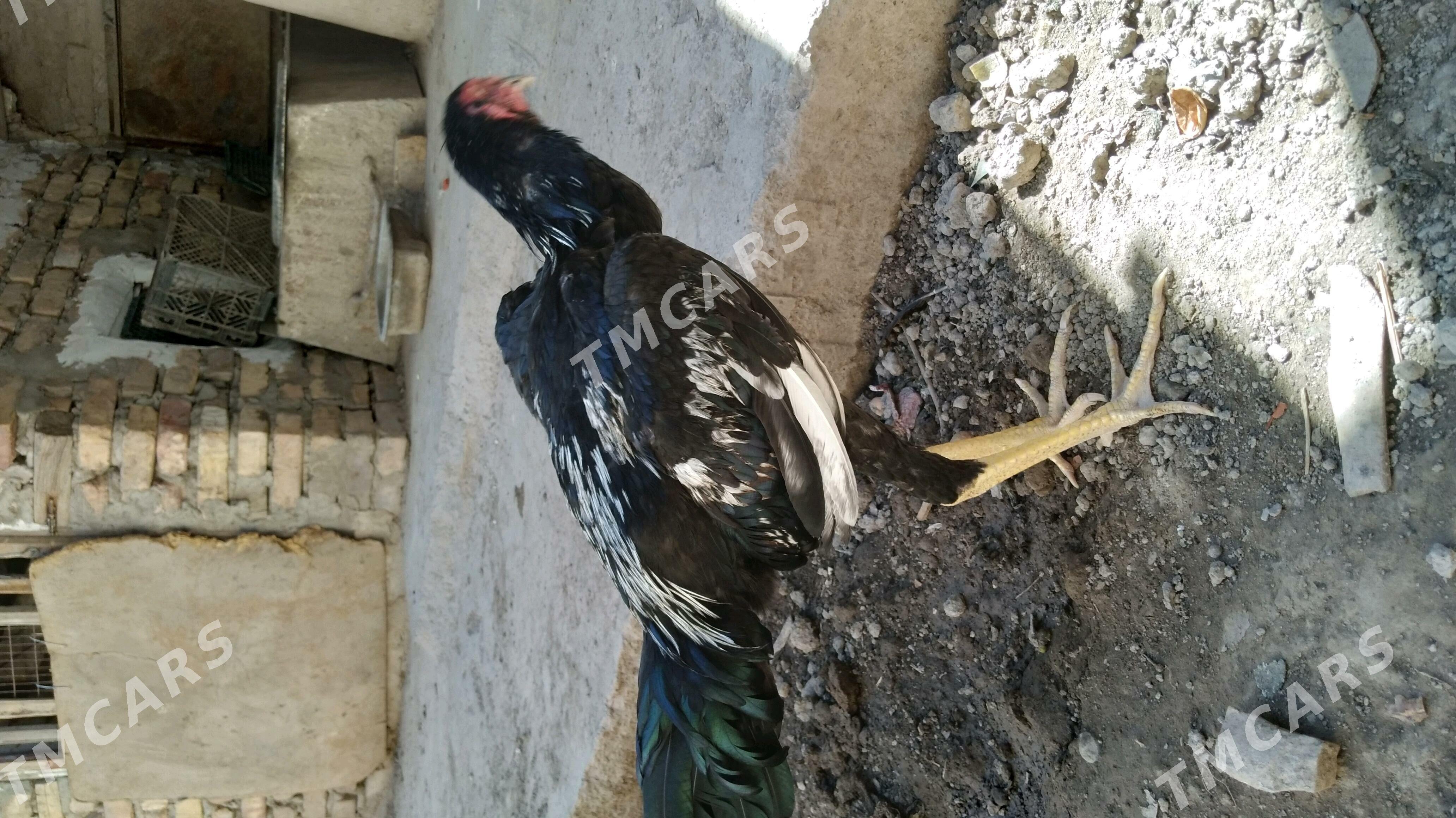 ozbek juja - Daşoguz - img 3
