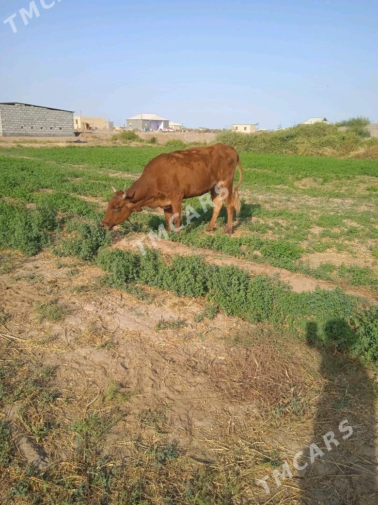 tuve - Babadaýhan - img 1