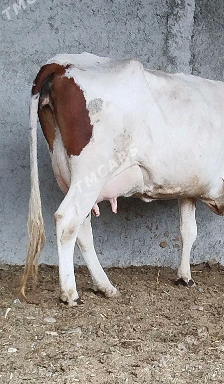 Gbrit Göleli Sygyr - Gökdepe - img 1