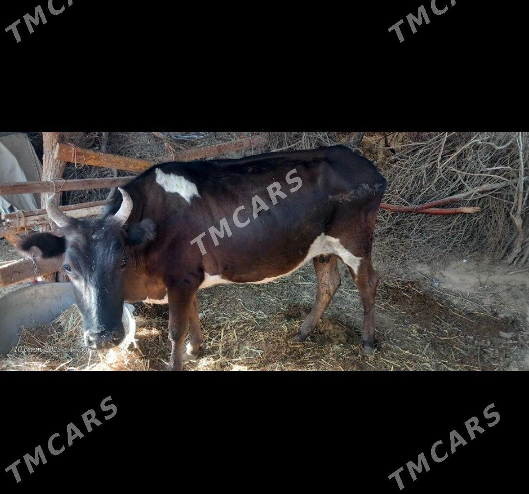sygyr - Türkmenbaşy - img 2