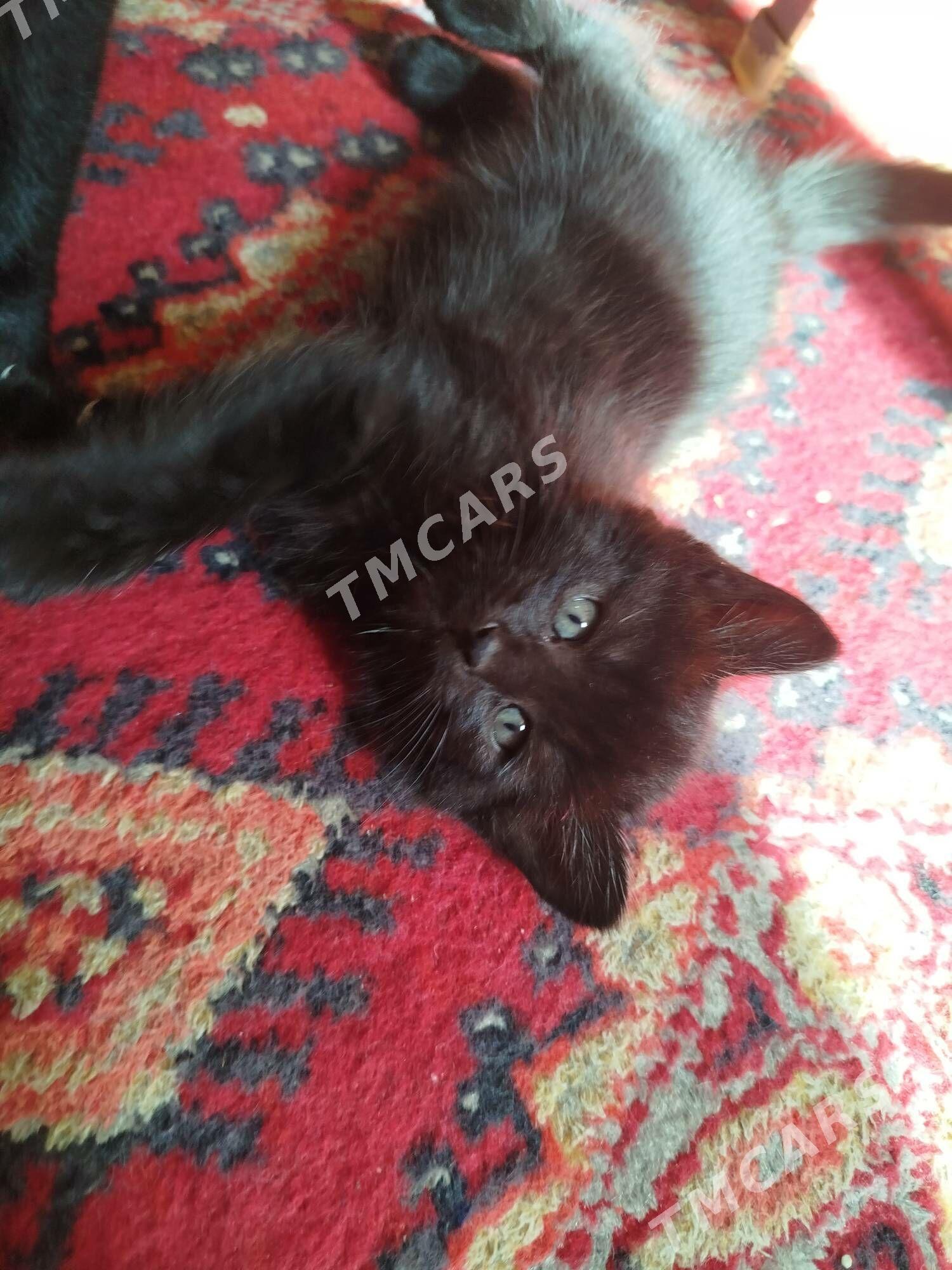 котята - Туркменабат - img 1