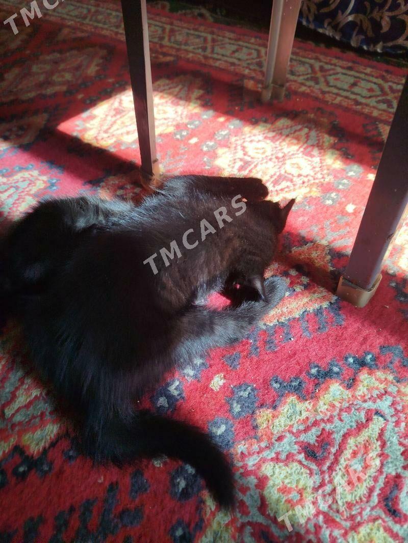котята - Туркменабат - img 2