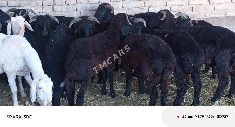 koçkar - Чарджоу - img 2