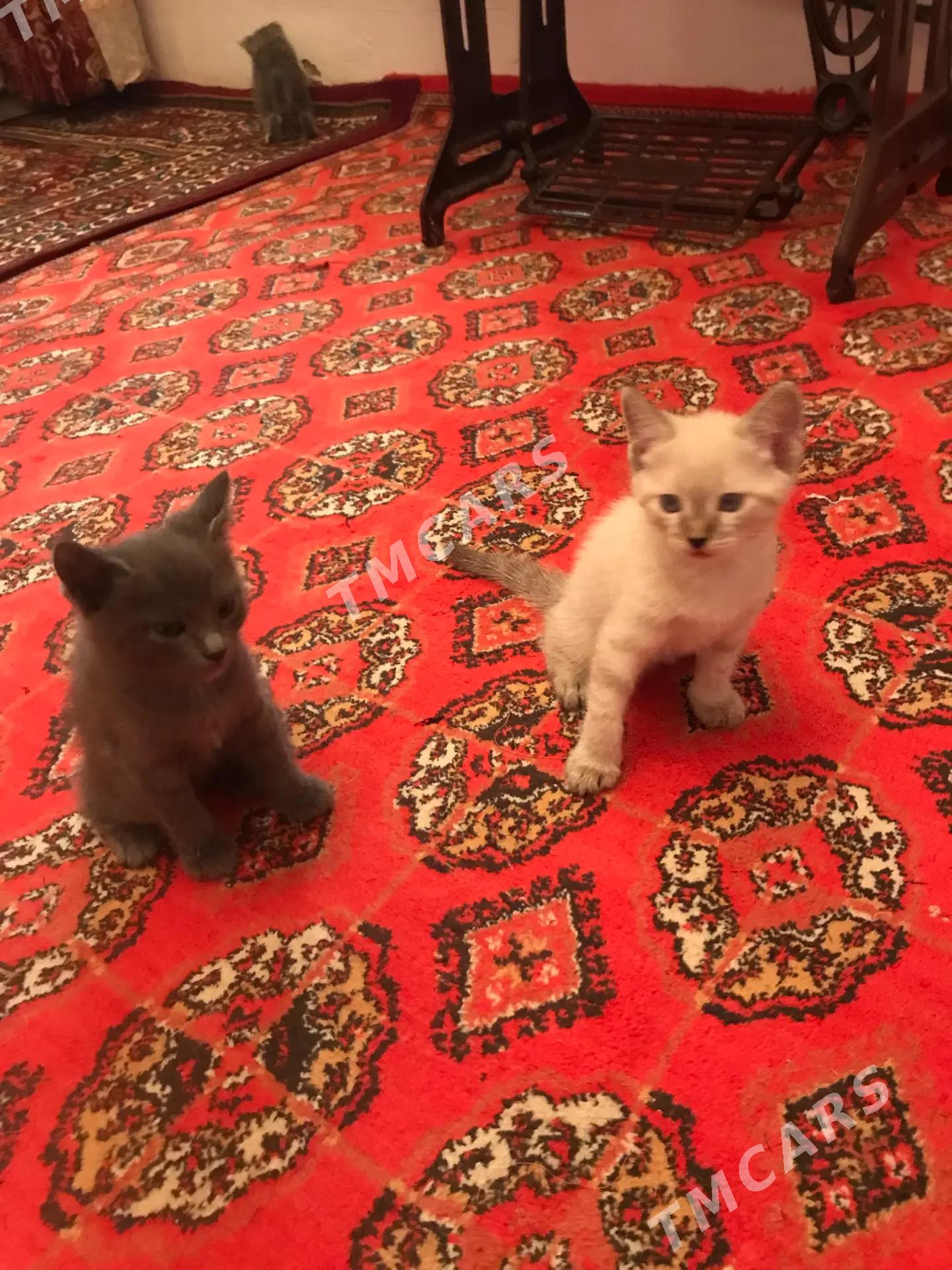 owadanja pişijikler - Акдепе - img 2
