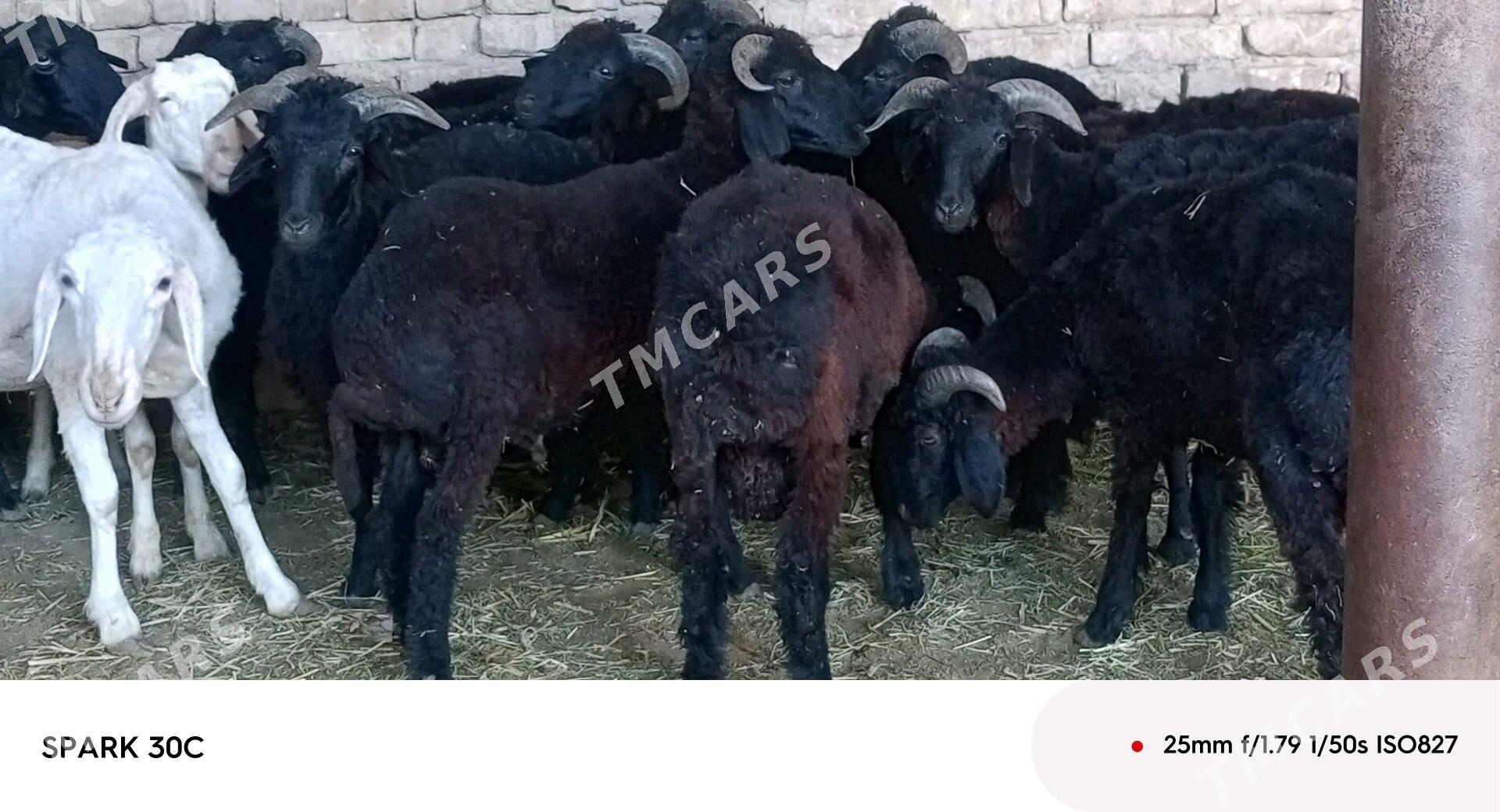 koçkar - Чарджоу - img 3
