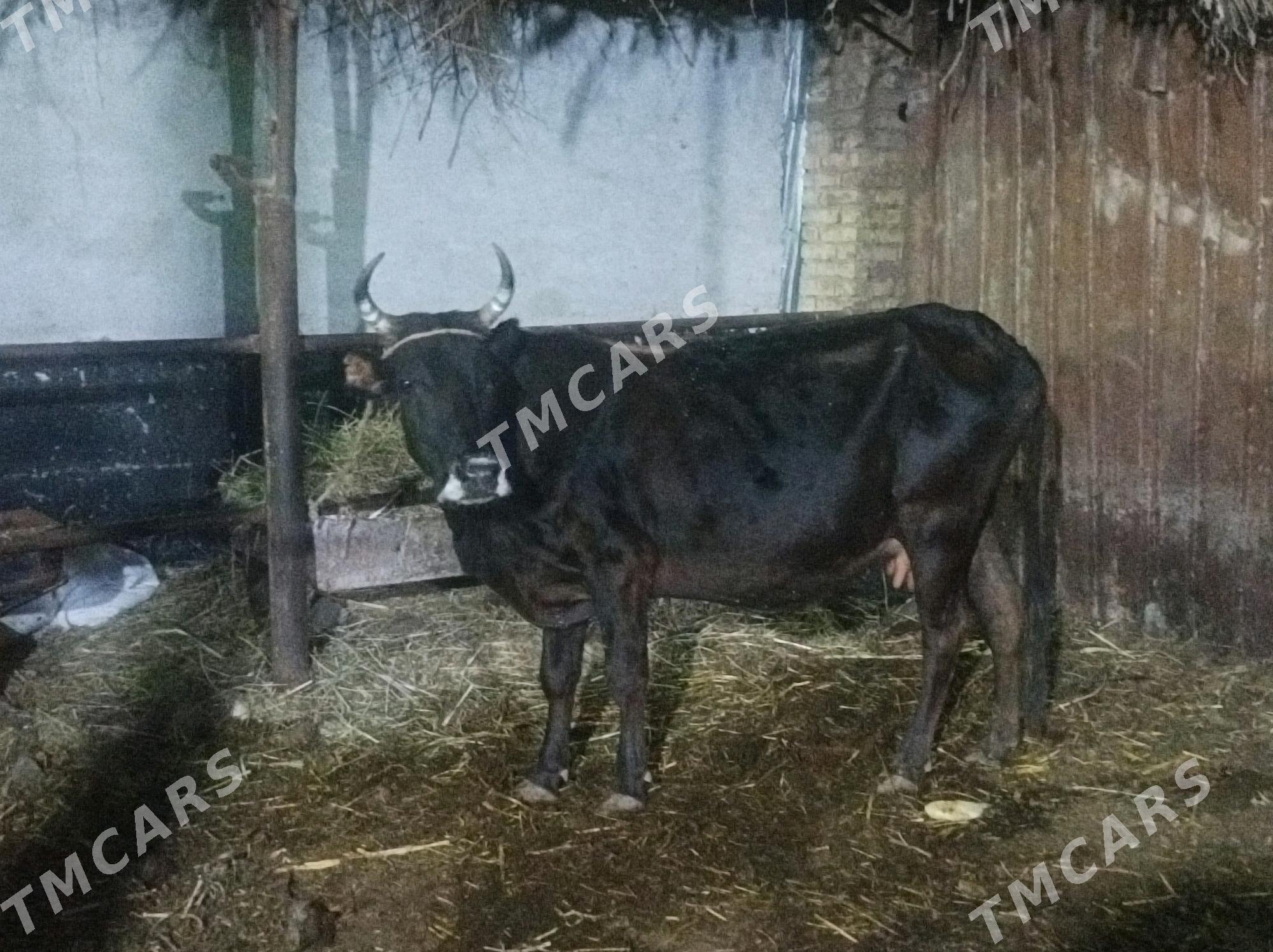balyk mal - Çärjew - img 2