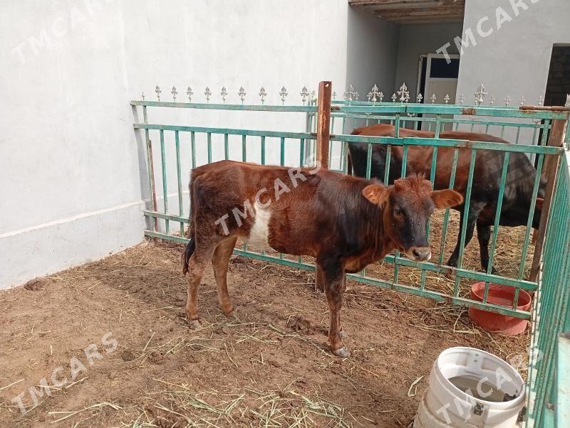 gole - Türkmenbaşy - img 2
