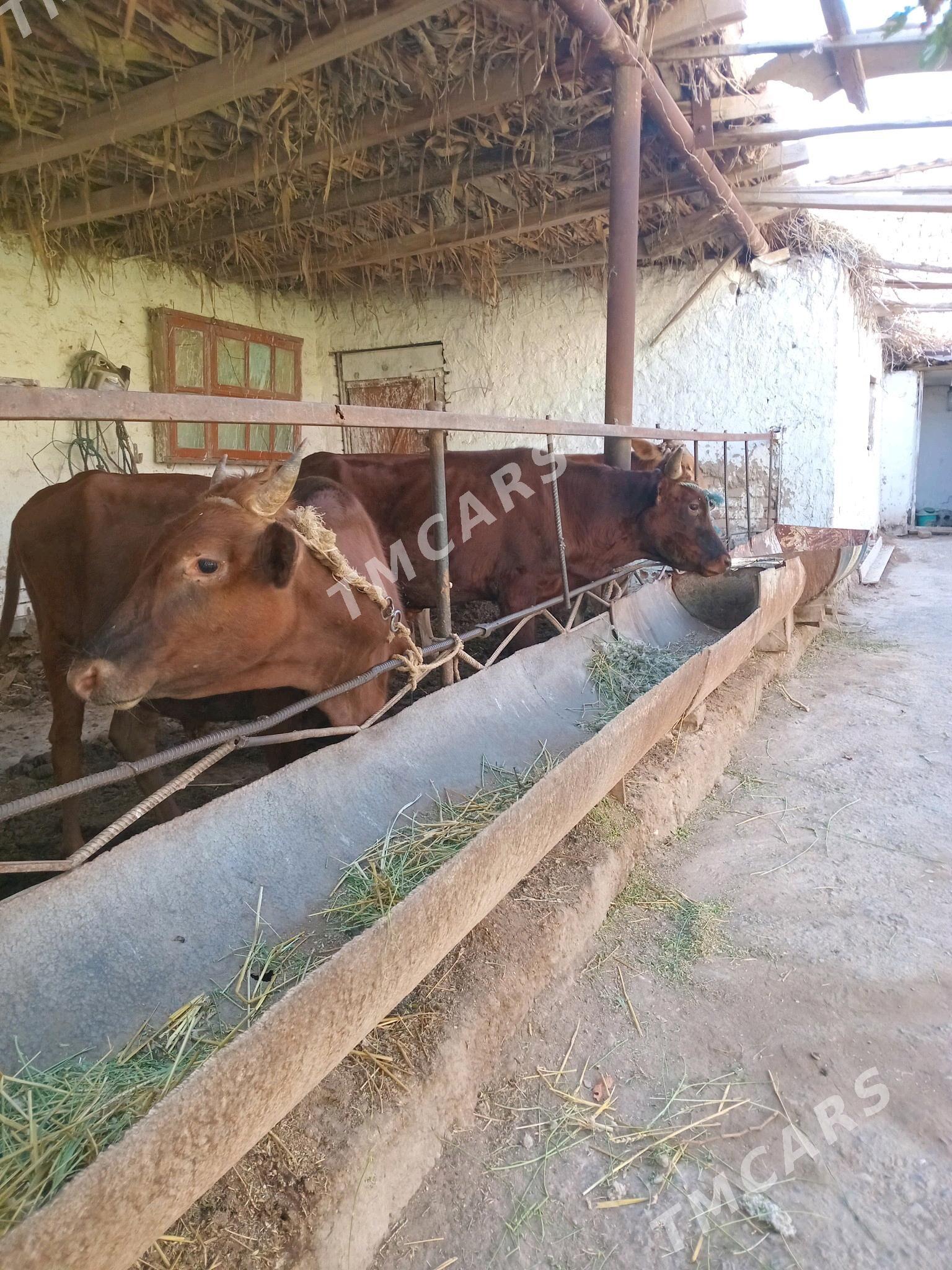 окуз - Türkmenabat - img 2