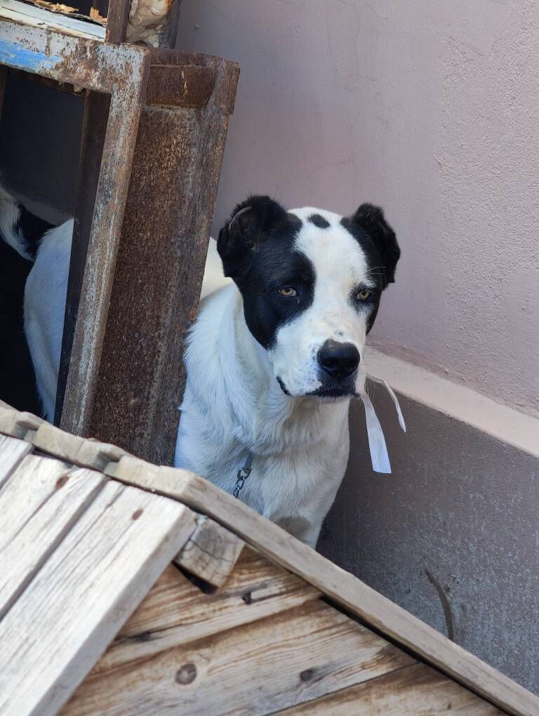 Alabay - Türkmenbaşy - img 2