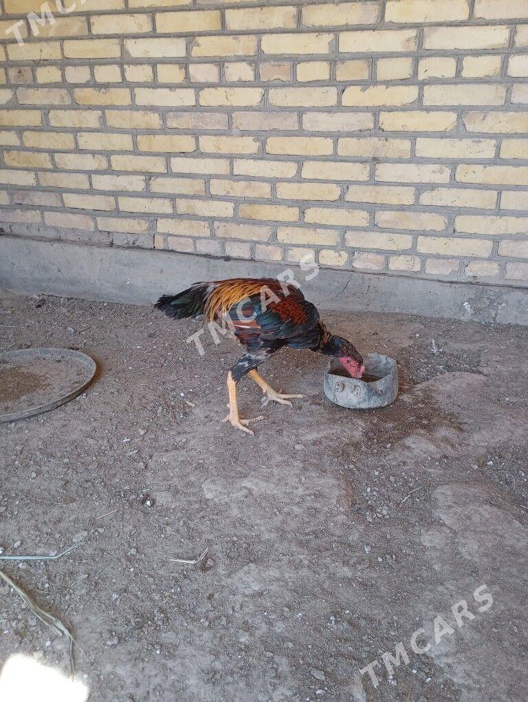 боец хораз оюн гормедик - Farap - img 5
