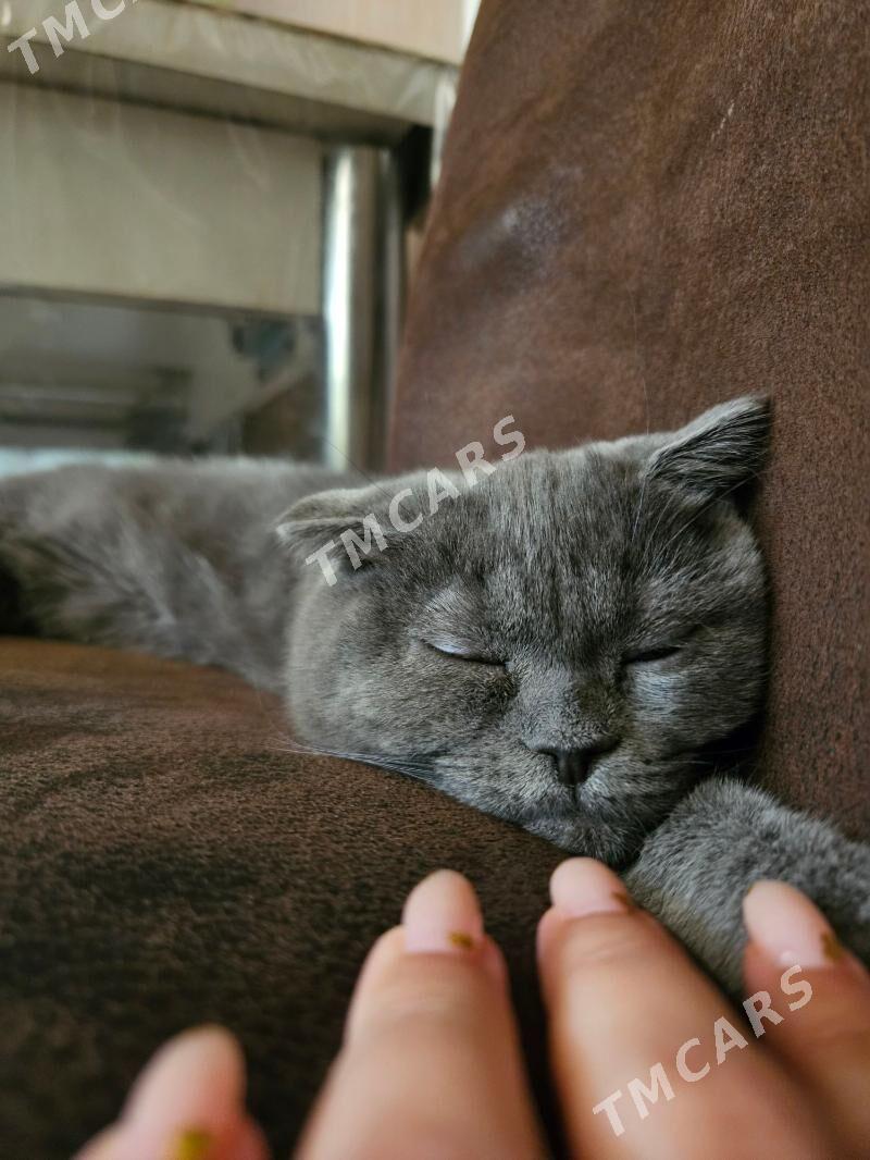вислоухий котёнок - Туркменабат - img 2