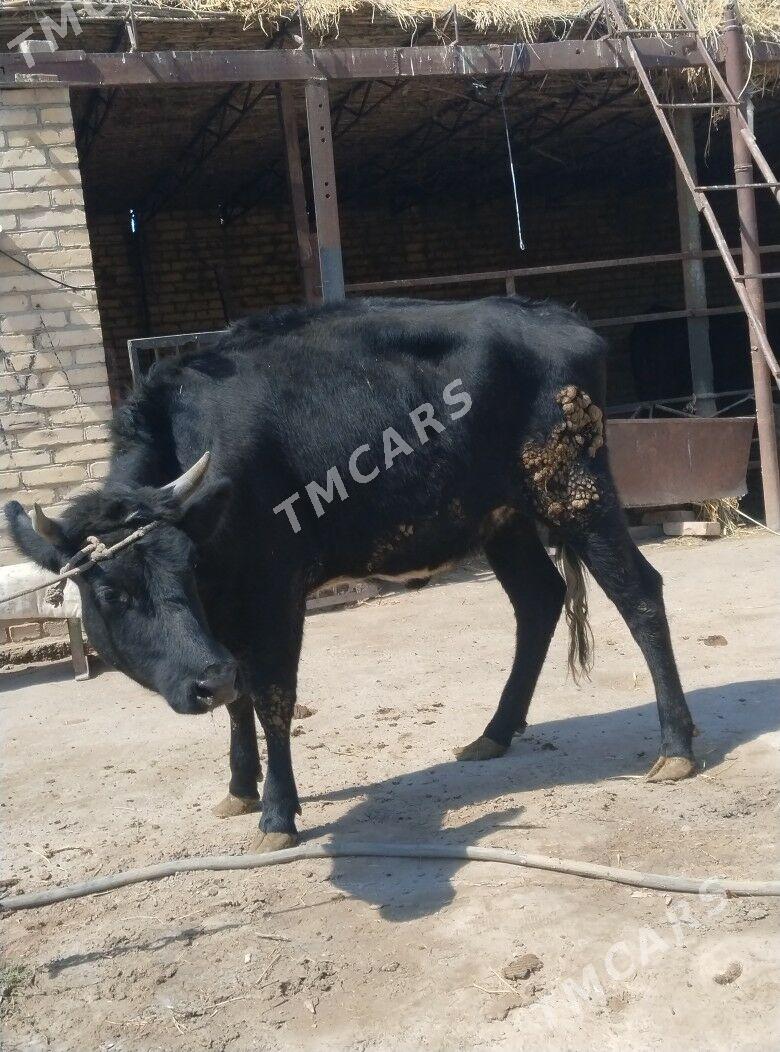 баклык унажын - Çärjew - img 2
