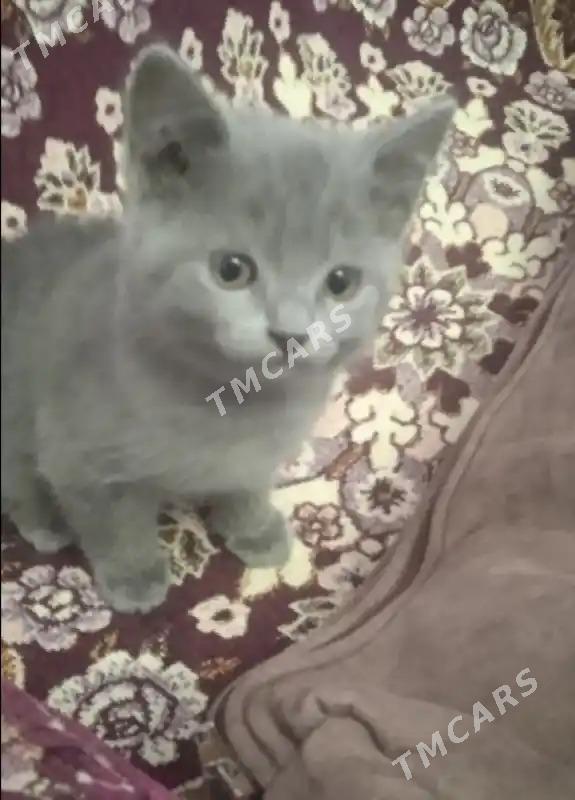 Котята - Туркменабат - img 4