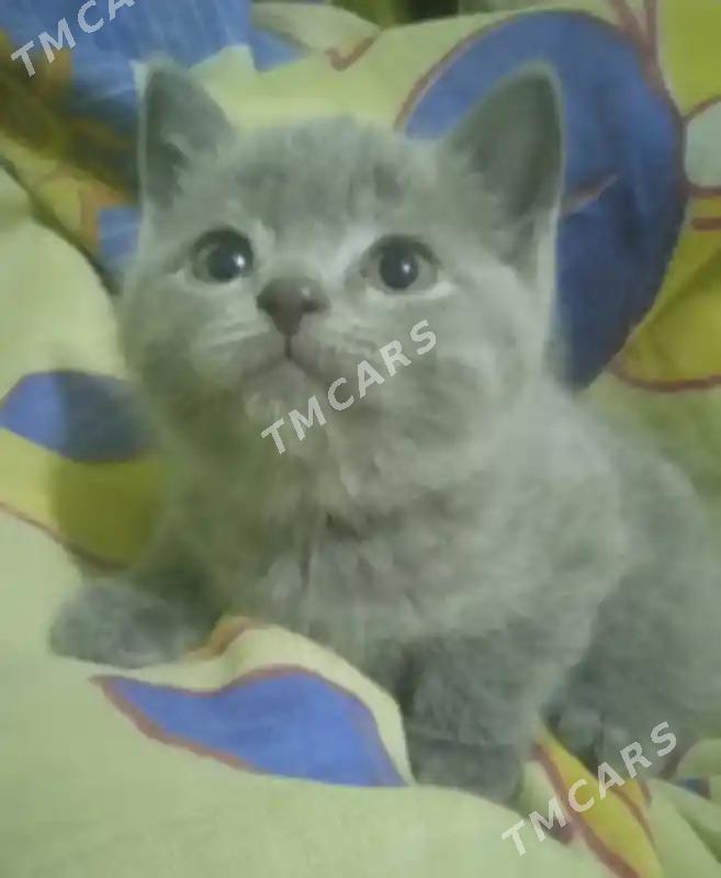 Котята - Туркменабат - img 8