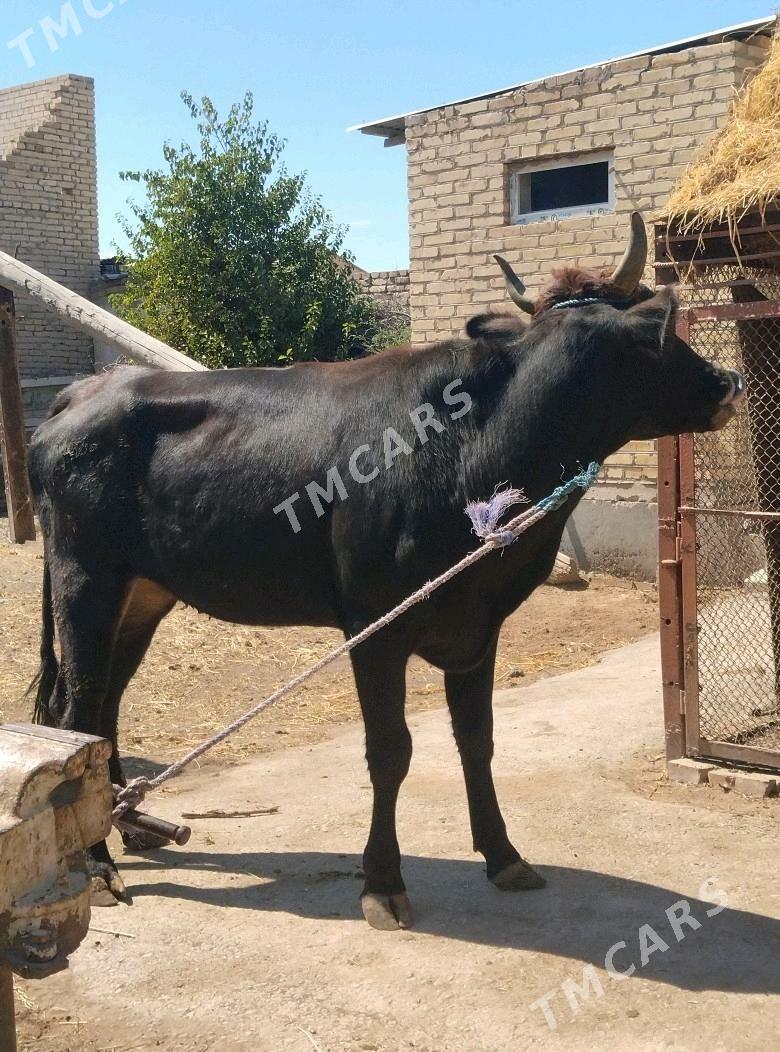 семиз унажын - Çärjew - img 2