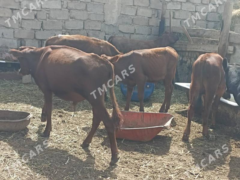 öküzçe tüwe we öküz  göle - Aşgabat - img 2