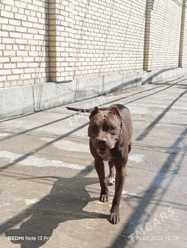 pitbull vs Stafford - Саят - img 2