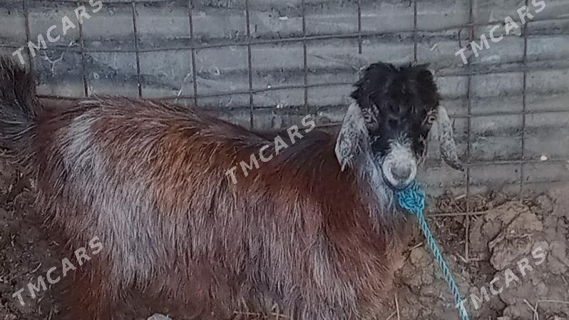 семиз овлак - Çärjew - img 2