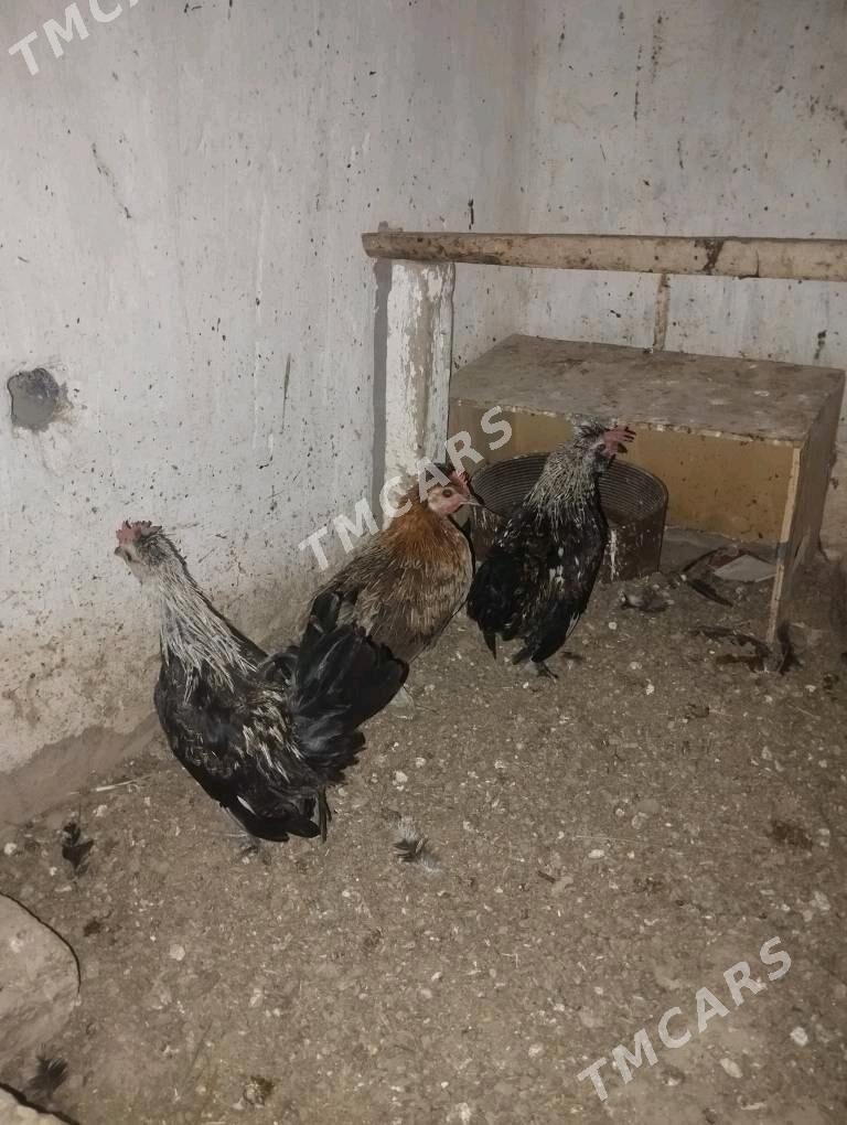 karlik arginal - Sakar - img 2