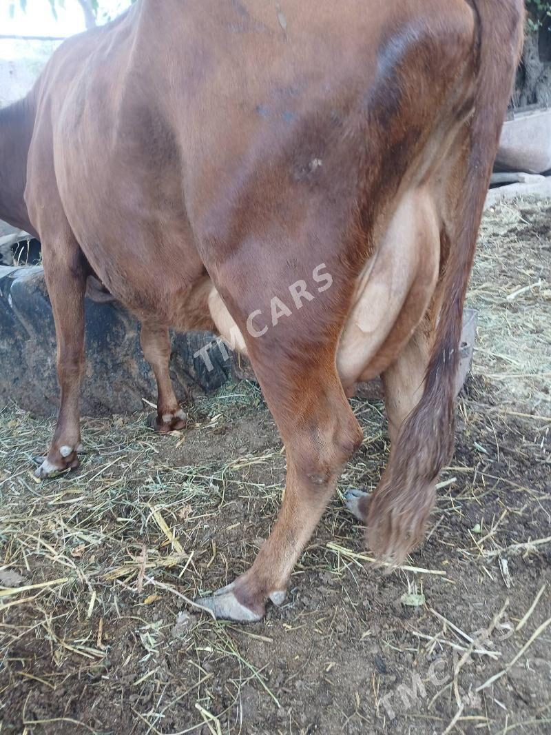 goleli sgyr - Farap - img 2