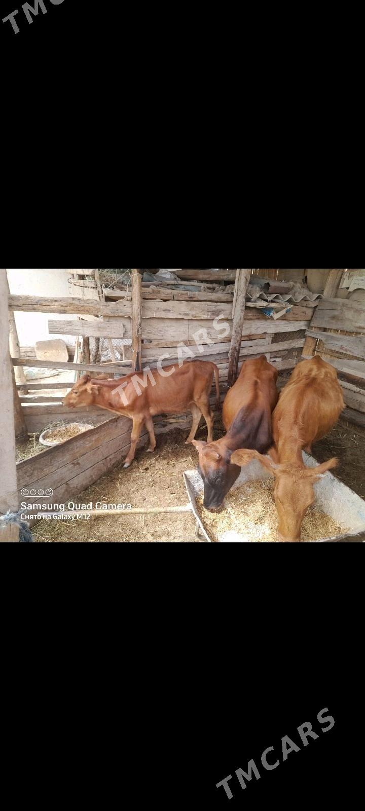 GOLE 3SANY GULAJYN - Mary - img 3