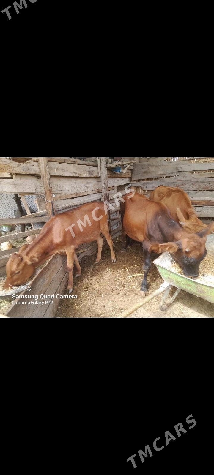 GOLE 3SANY GULAJYN - Mary - img 2