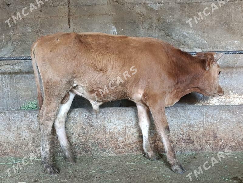 öküz - Bagyr - img 2