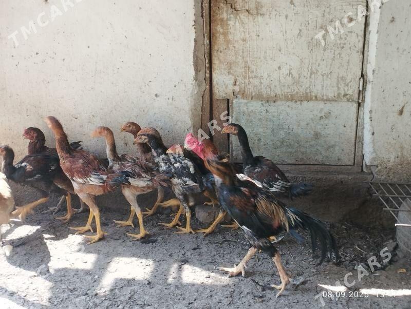 Karey jujeler 4 aylyk - Türkmenabat - img 3