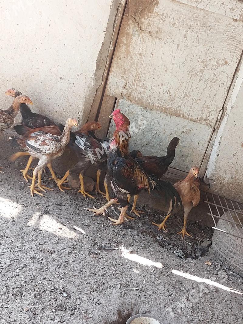 Karey jujeler 4 aylyk - Türkmenabat - img 2