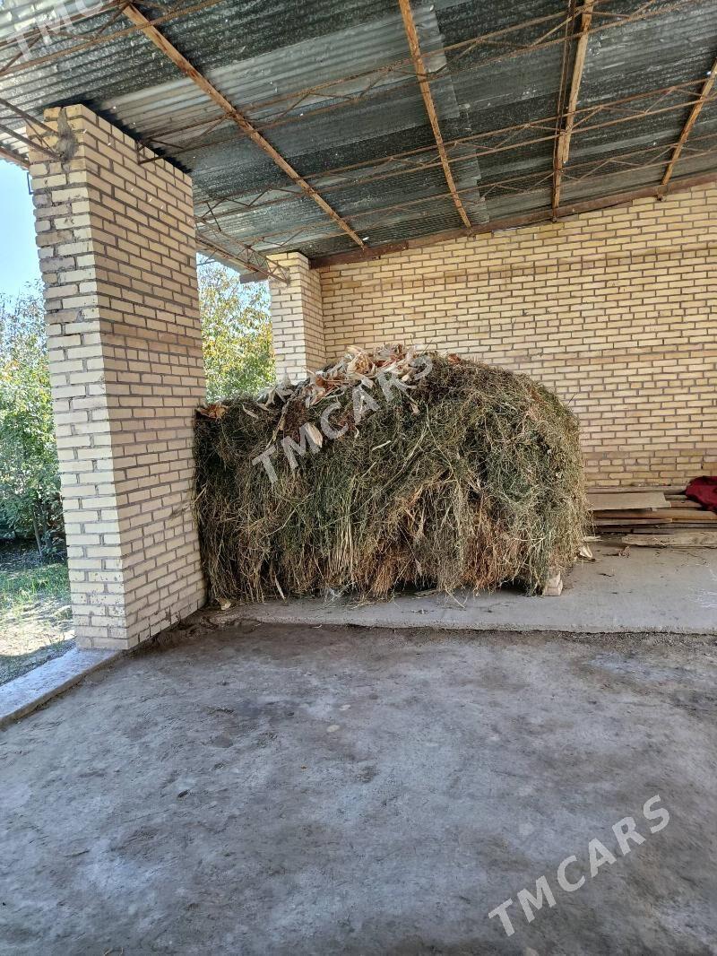 haşal ot - Çärjew - img 2