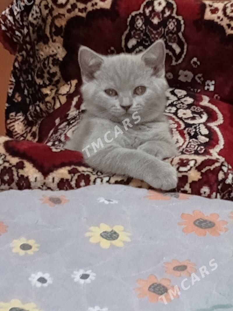 шотландский котёнок - Aşgabat - img 1