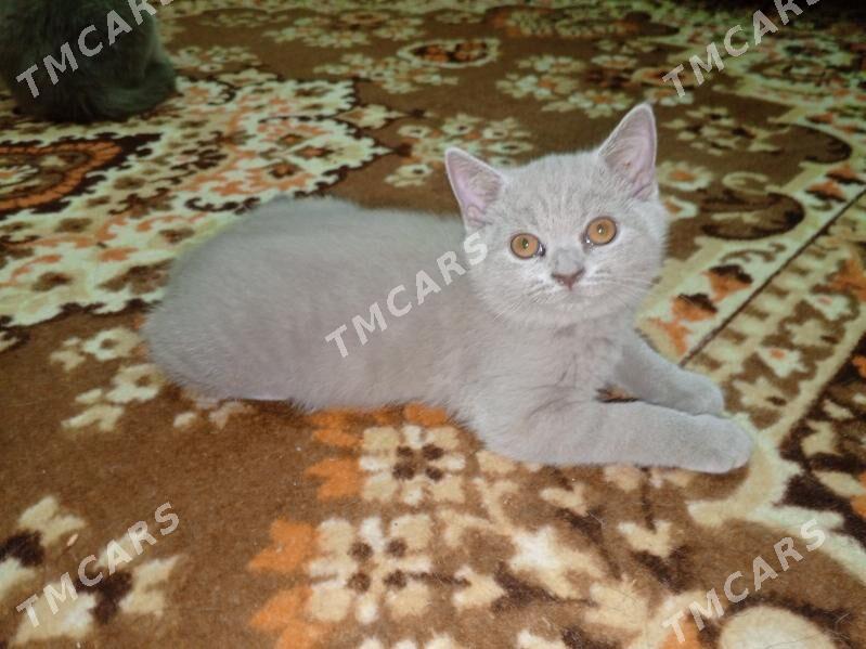 шотландский котёнок - Aşgabat - img 2