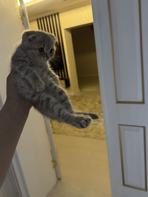 Котенок. Pishik - Kim raýon - img 1
