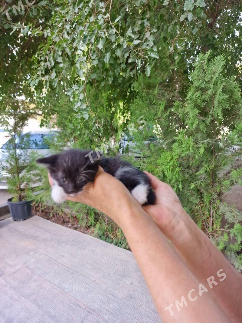 котята месяц - Aşgabat - img 3