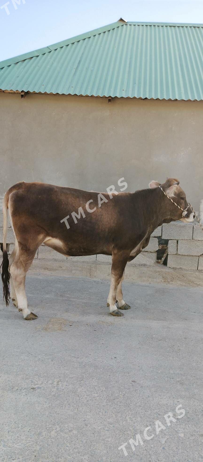tuwe - Багир - img 2