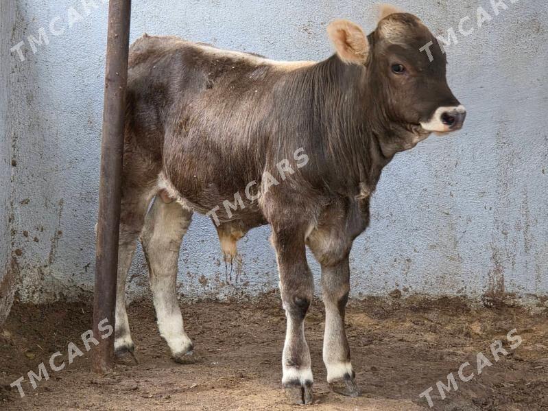 Şiwet ökuzçe - Köşi - img 2