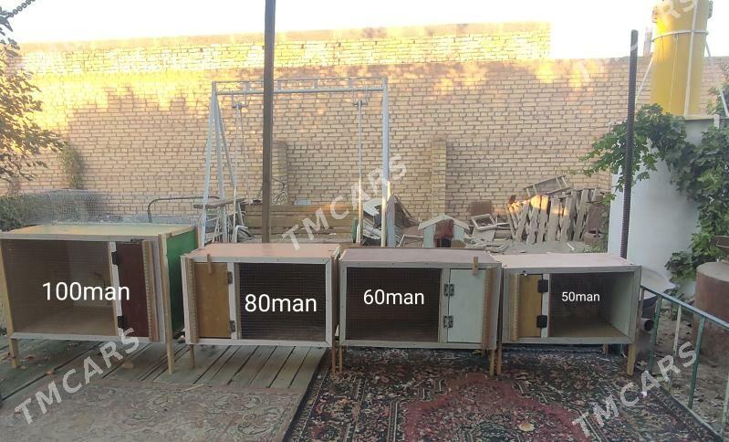 towuk, kepter, towşan ketekler - Türkmenabat - img 2