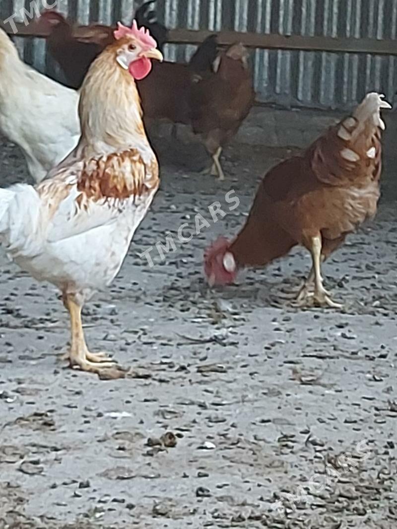 HORAZ  6aýlyk - Сакарчага - img 2