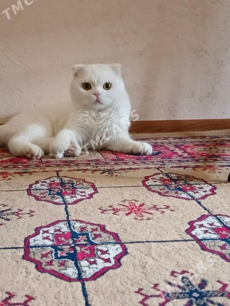 кот для вязки - Мары - img 6