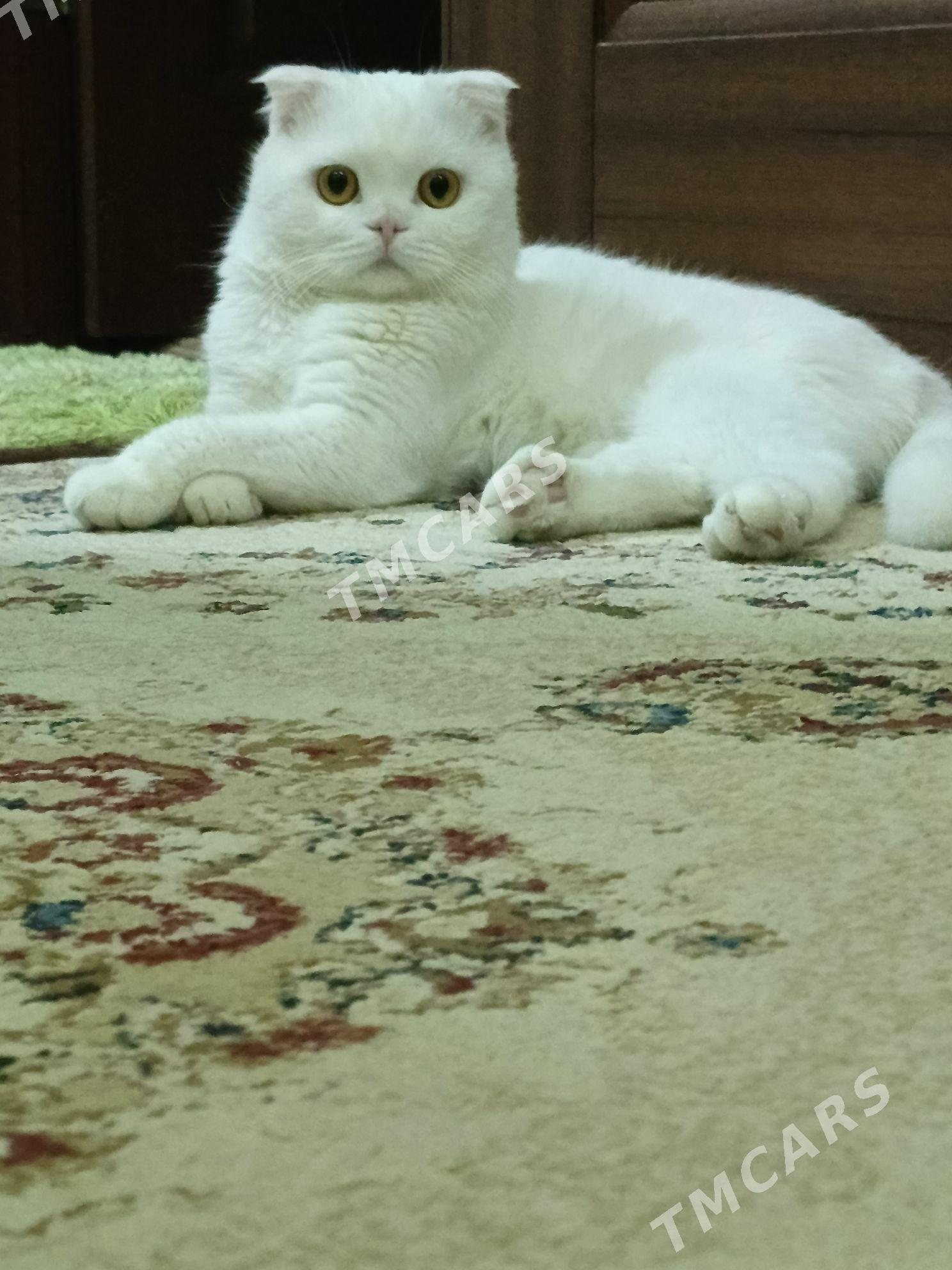 кот для вязки - Мары - img 2