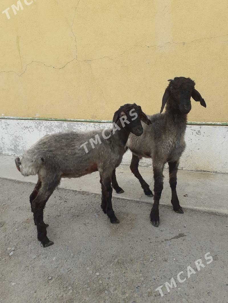 Tokli - Гарадамак Шор - img 3