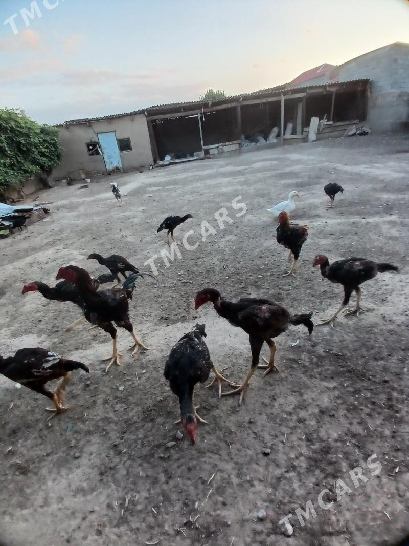 Tasget - Gypjak - img 6